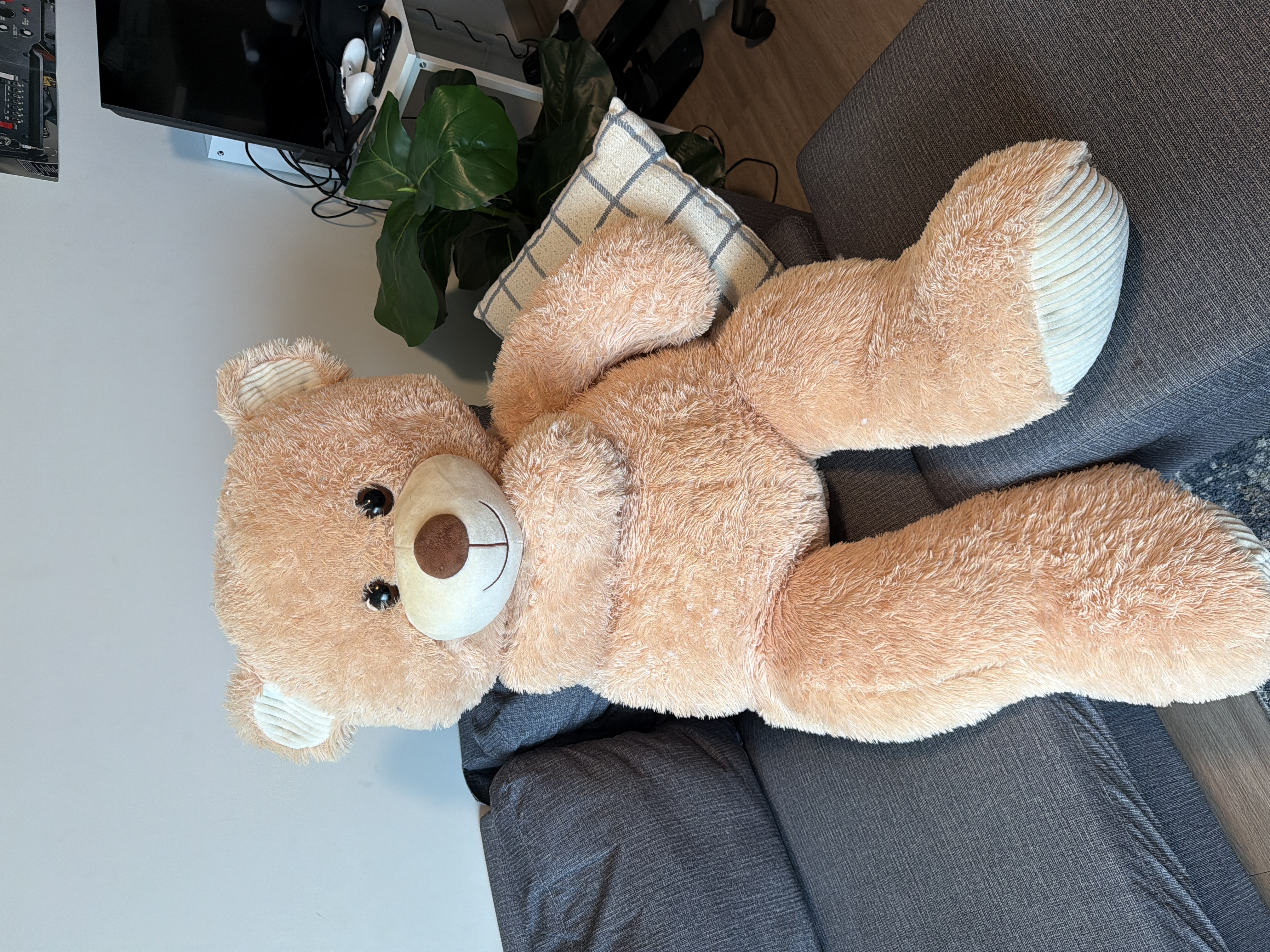 Teddy 